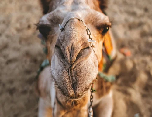 Hashtags in 2026: Waarom hoofdletters je bereik en toegankelijkheid vergroten