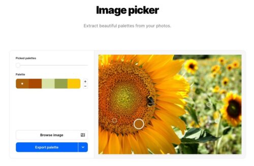 Een foto van een zonnebloem waar je met de Image picker van coolors.co een combinatie met kleuren hebt gekozen