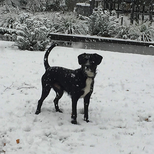 Over Sam onze zwarte hond in de sneeuw